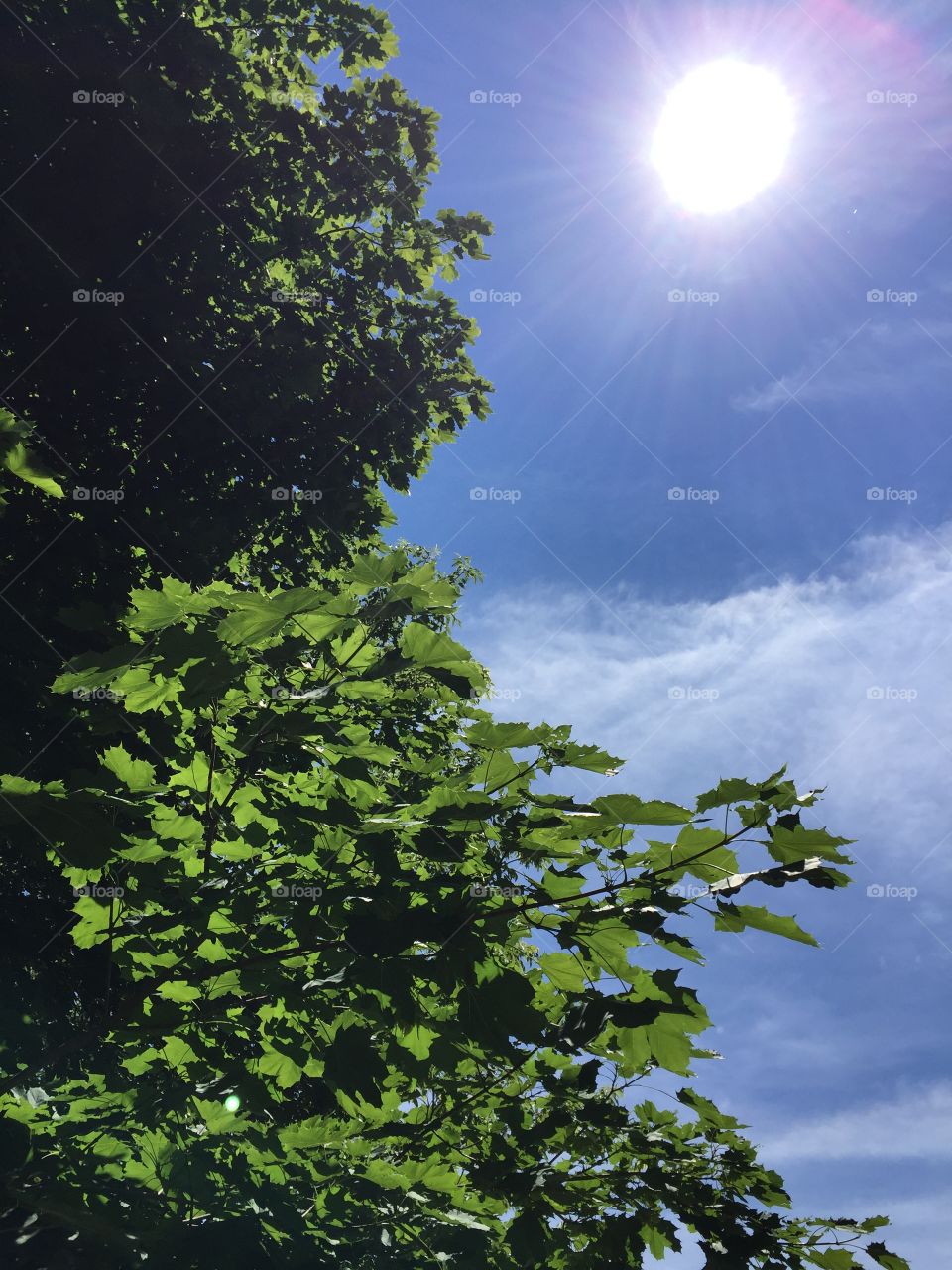 Maple tree and sun