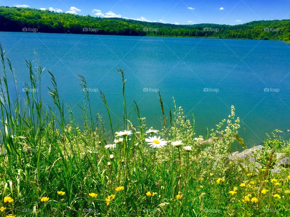 Flowers at Lake Myosotis