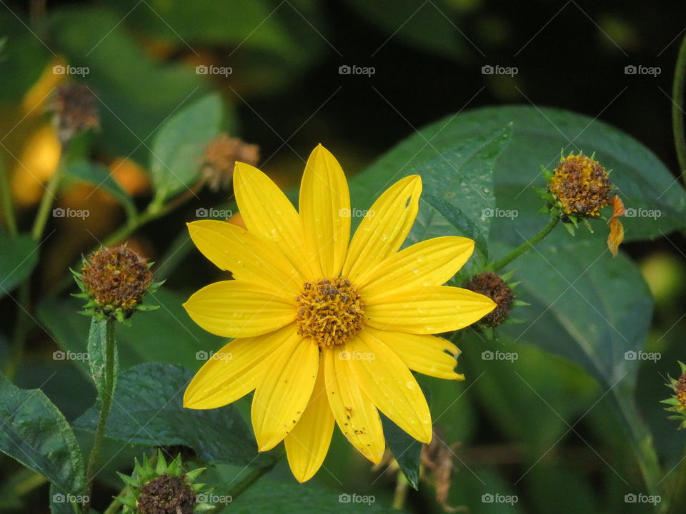 Woodland sunflower.