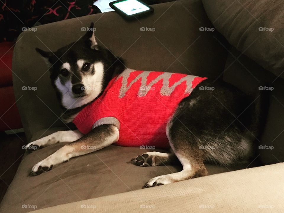 Shiba in a sweater 