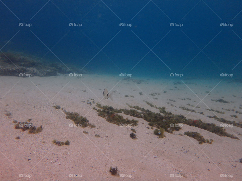 sea deep under. underwater photo of a sea bottom