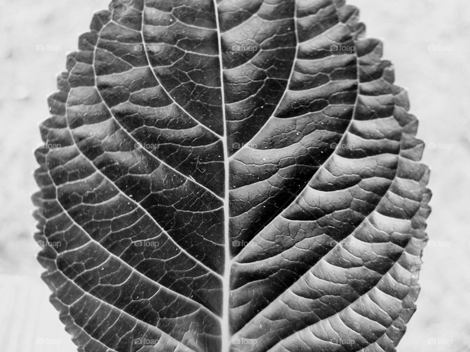 leaf plant leaf vein pattern B&W