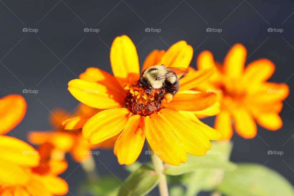 Bee on orange zinnia. 