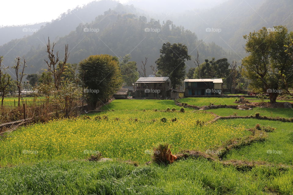 cold weather with sun shining with mustard blooming.
Heaven!
It's here 
kirne Dolakha Nepal.