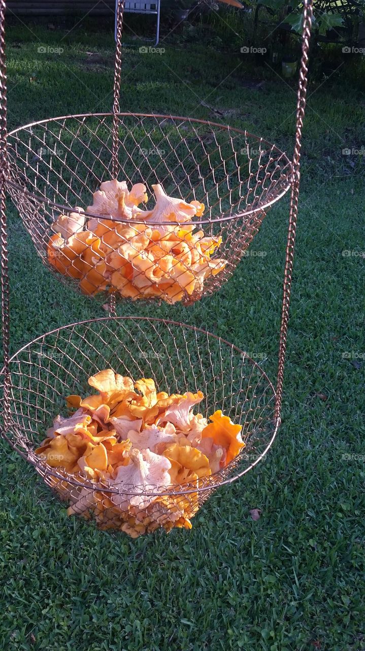 Chanterelle Harvest