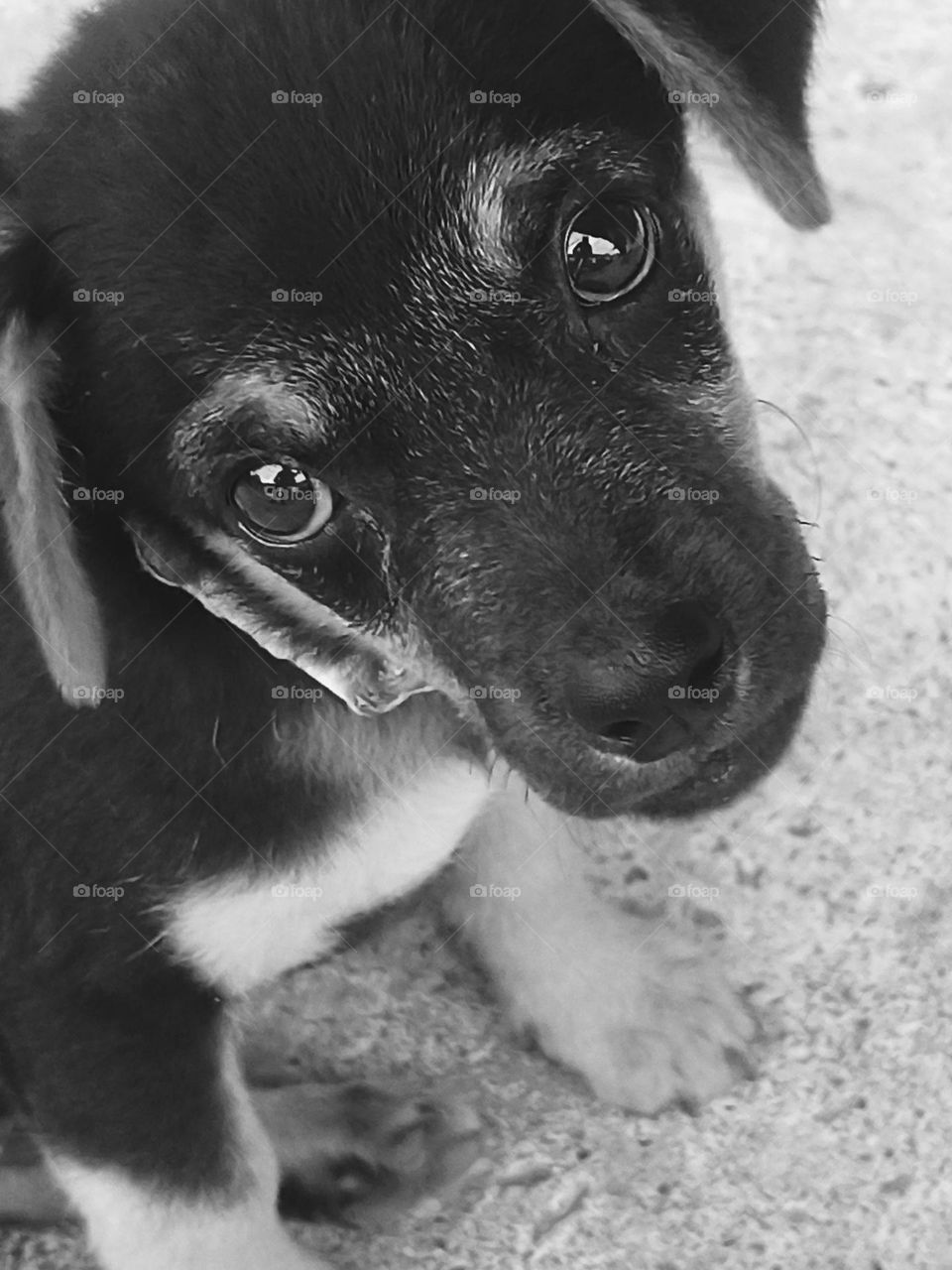 Perro. Con mirada que refleja tanto sentimiento como ternura.