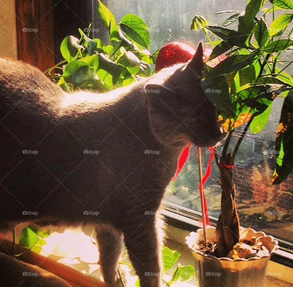 Loving happy kitty cat loves my plants n the sun ... summer cat 