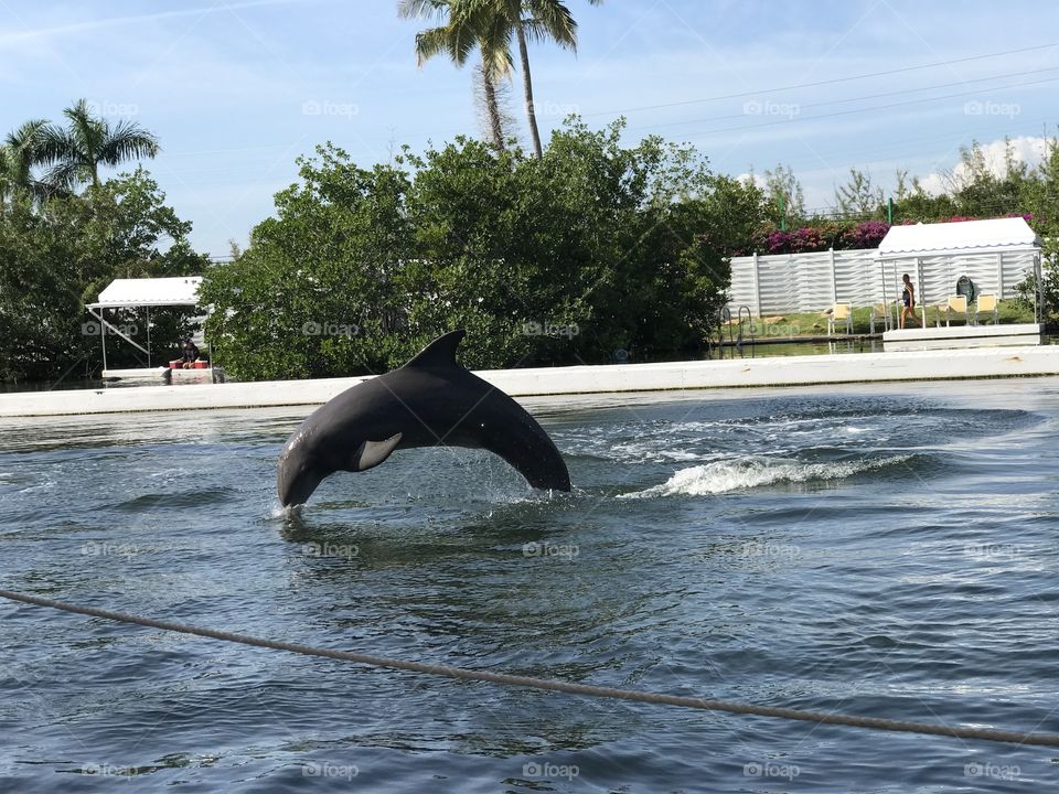 Jumping Dolphin at the Theater of the Seas in Islamorada. 