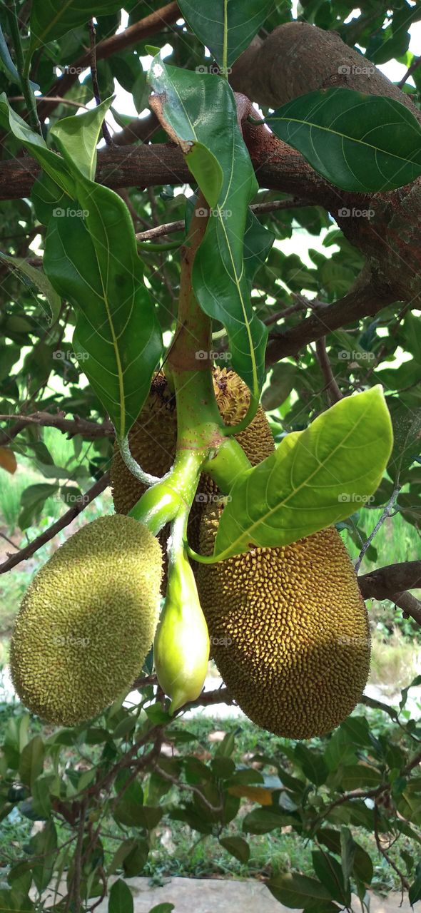 Jackfruit is the name of a type of tree, as well as its fruit. Jackfruit tree belongs to the Moraceae tribe; scientific name is Artocarpus