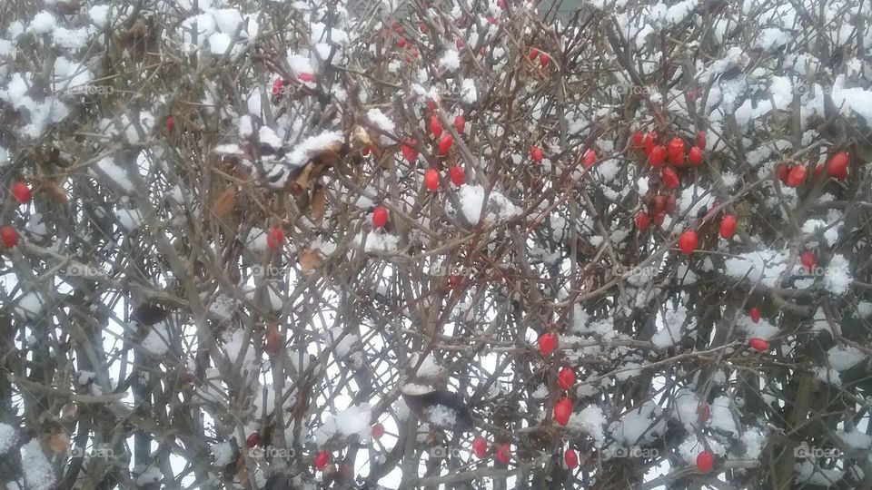 snow berry