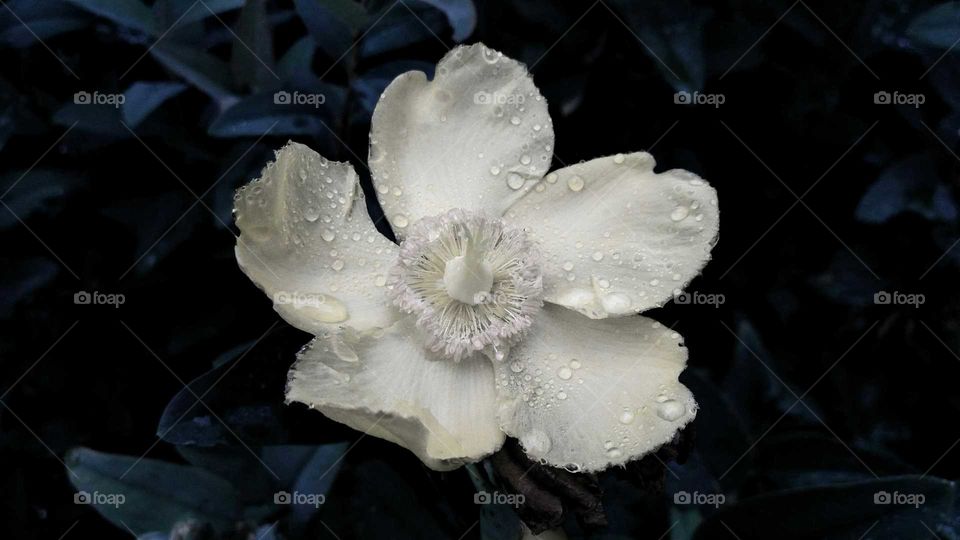 black & white blossom close-up