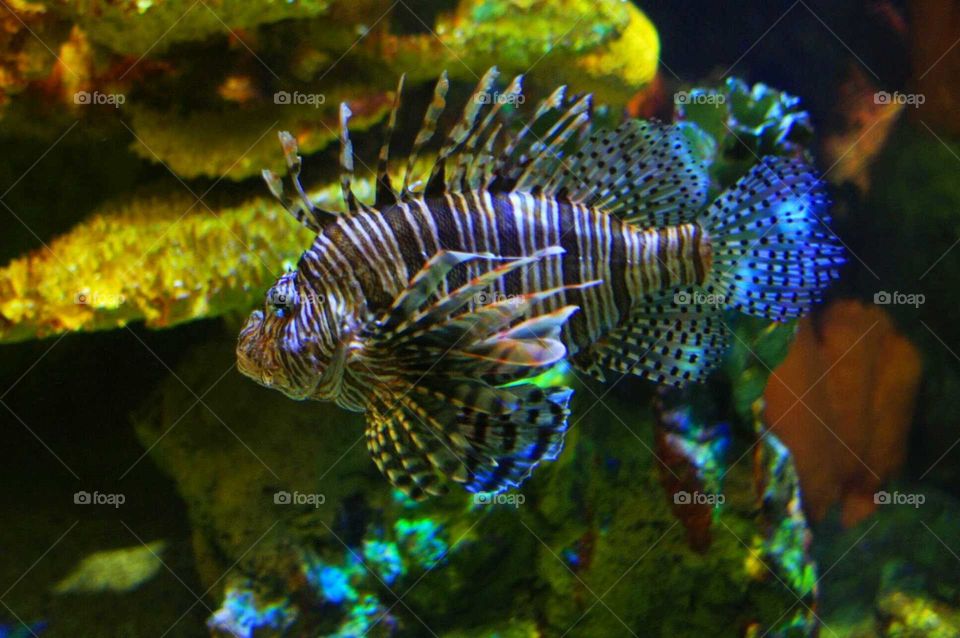tropical coral fish, striped scorpion fish or lionfish