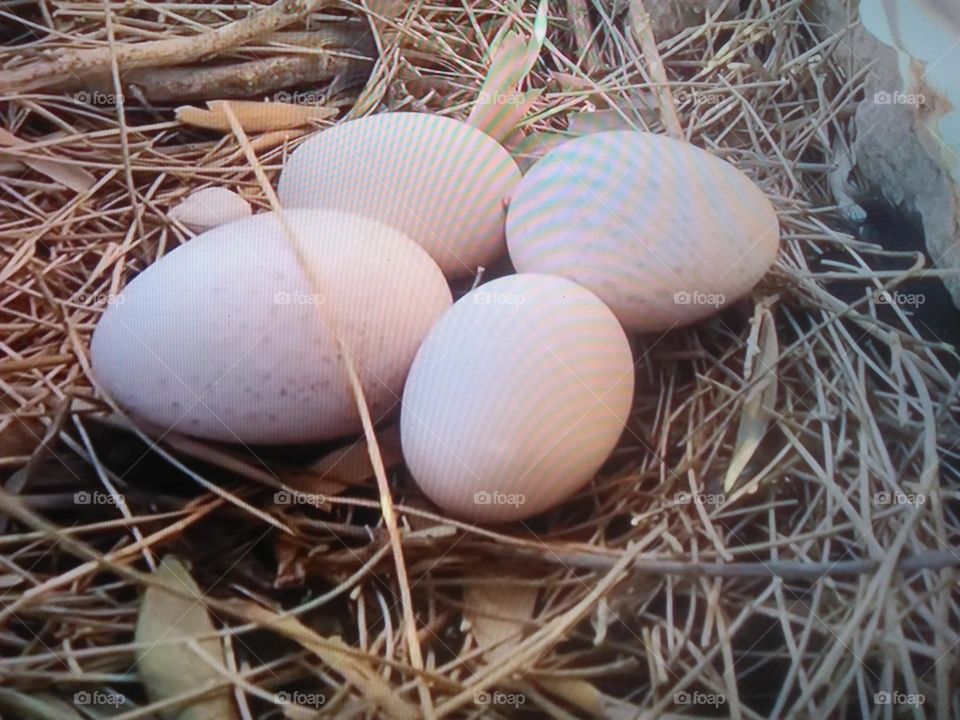 Four eggs