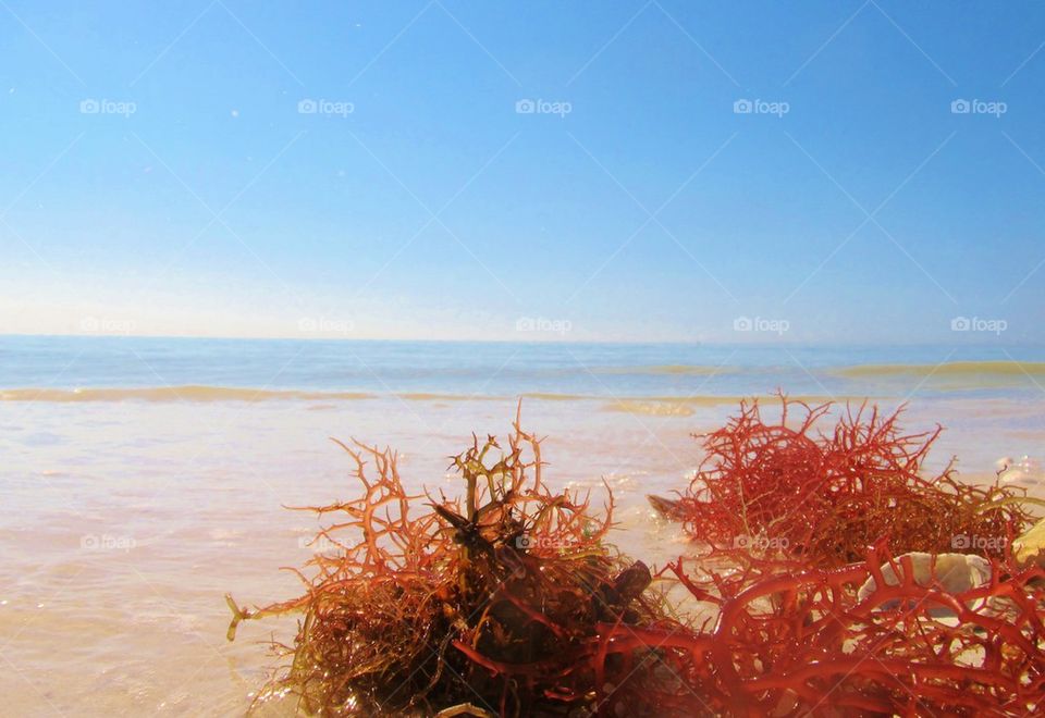 Close-up of sea weed