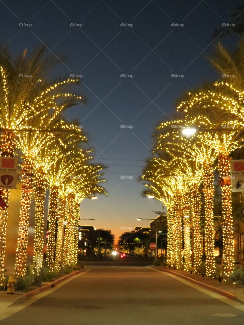 Beautiful Christmas lights and palm trees.