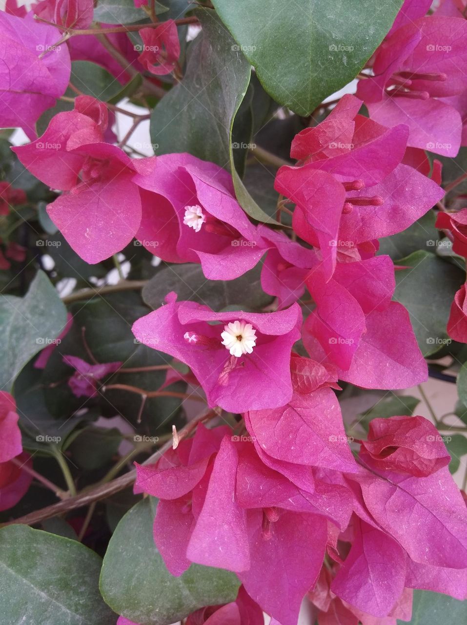 boganvelia pinkish flower fresh seasonal looking very beautiful generally found everywhere fresh seasonal