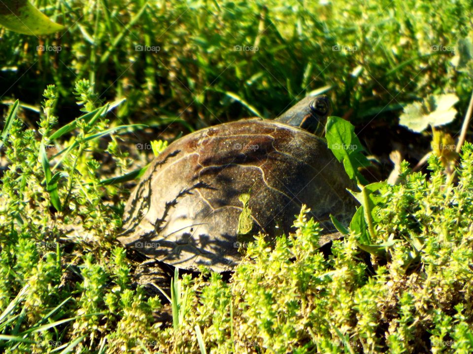 Box Turtle laying eggs in our yard