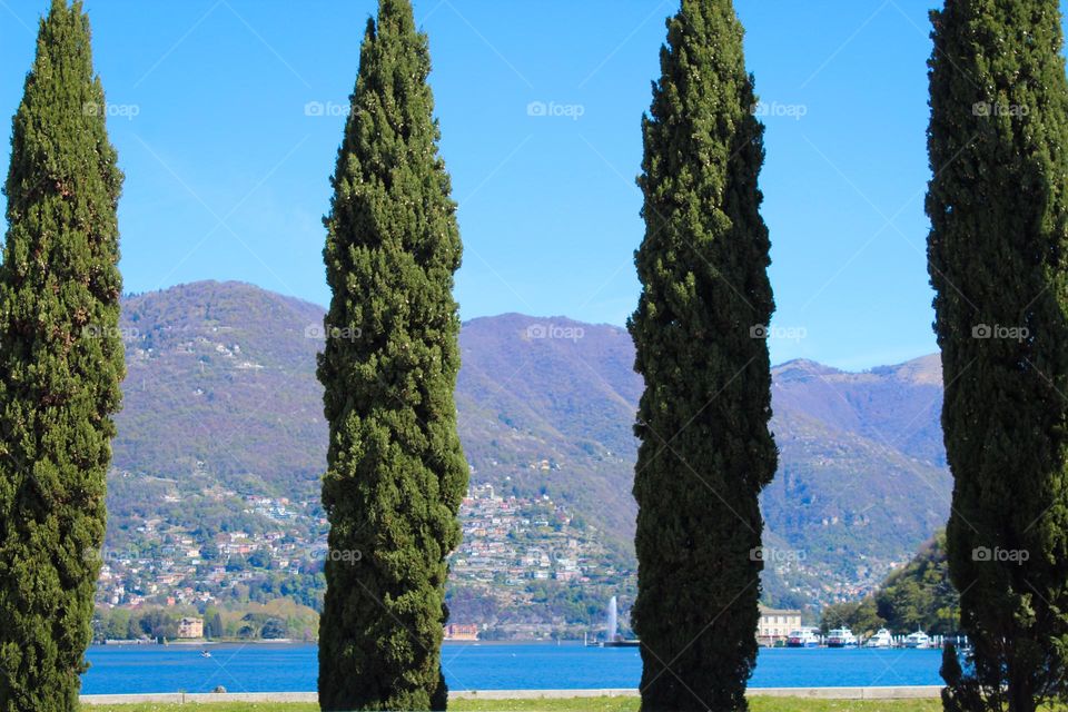 Four tall Cypresses as decoration in a populated place by the lake Como,  Italy