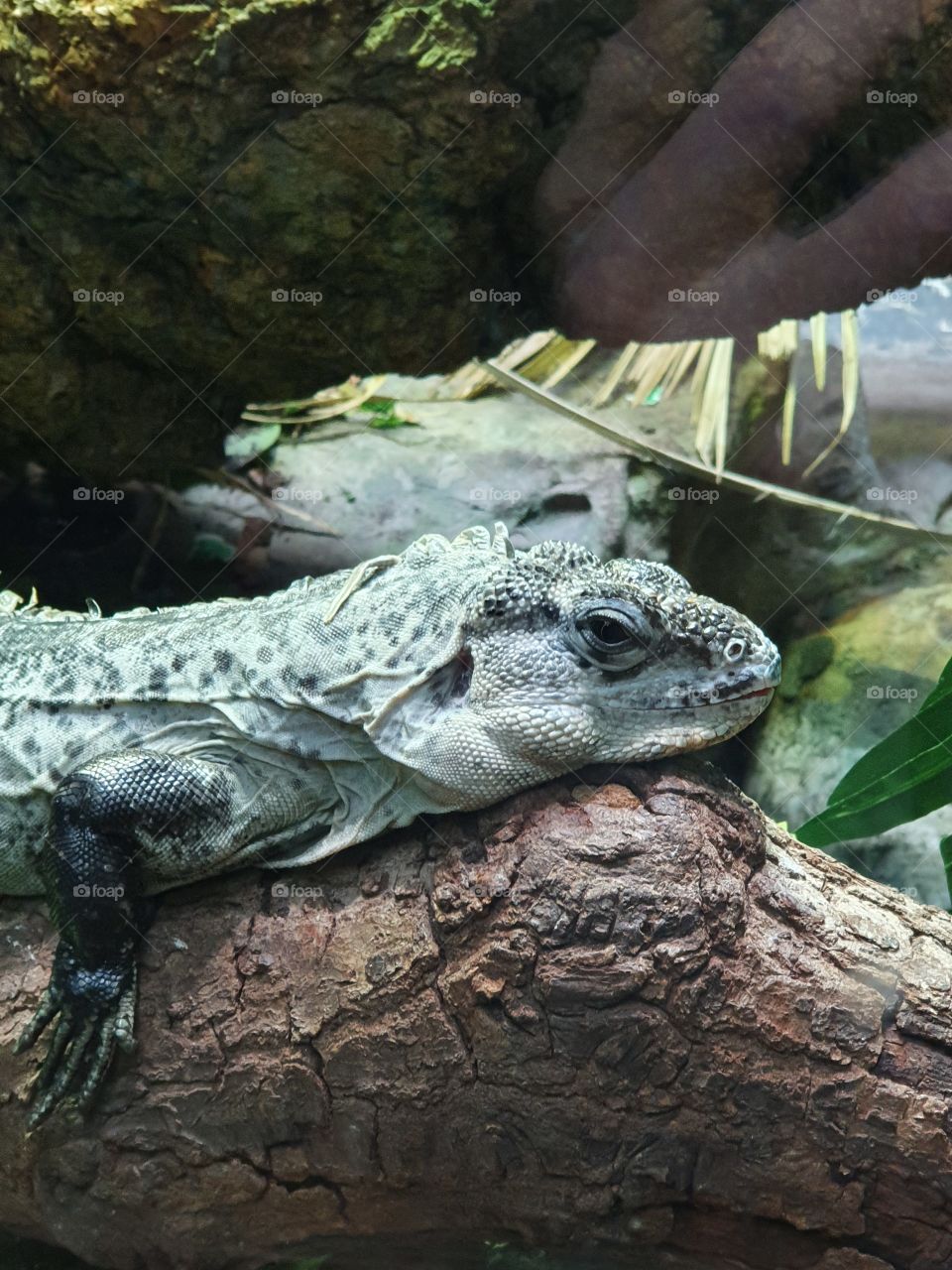 white iguana