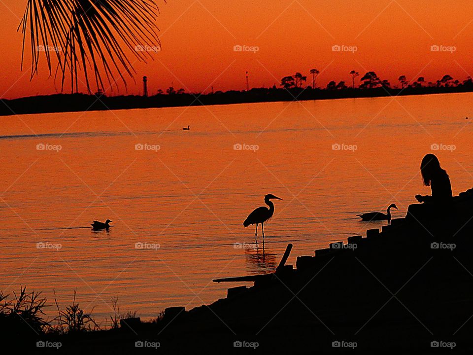 Women observing ducks and a Blue Heron wading the bay at sunset 