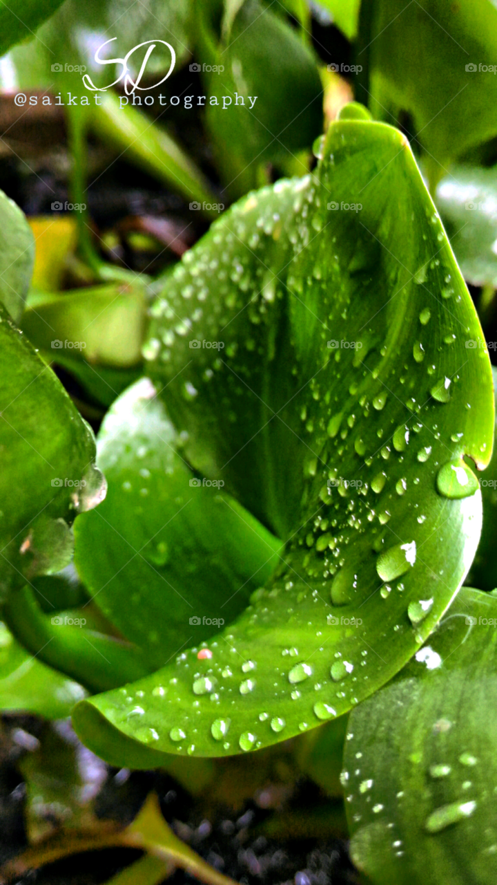 waterdrop in leaf