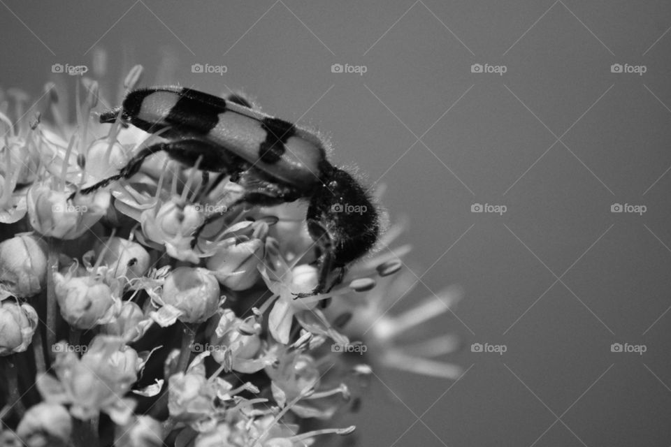 black and white onion blossom and insect