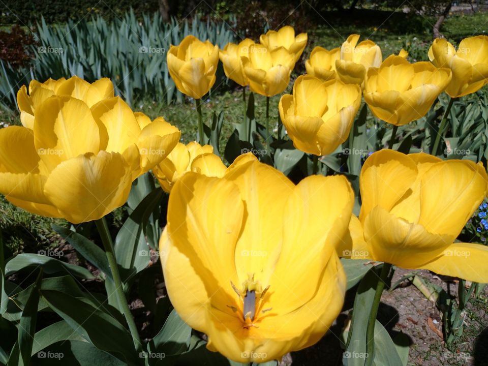 tulips