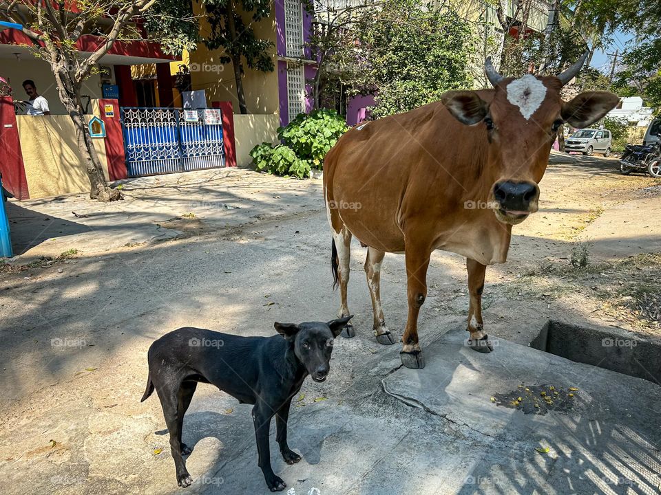 Cow and a dog