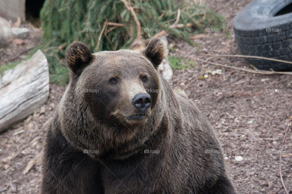 Brown bear 