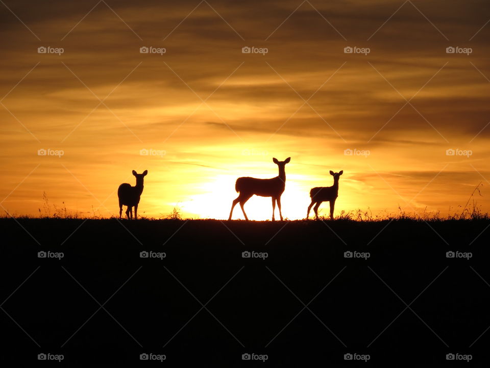 Deer silhouette in sunset 
