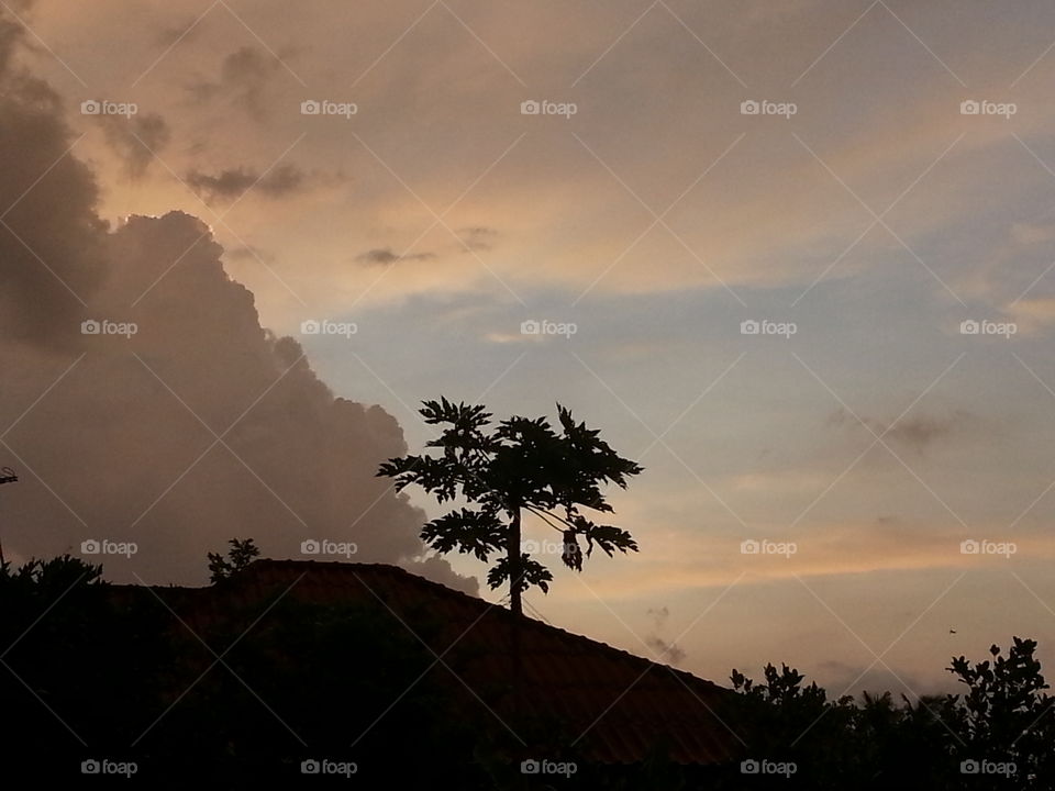 Tree, Sunset, No Person, Backlit, Dawn