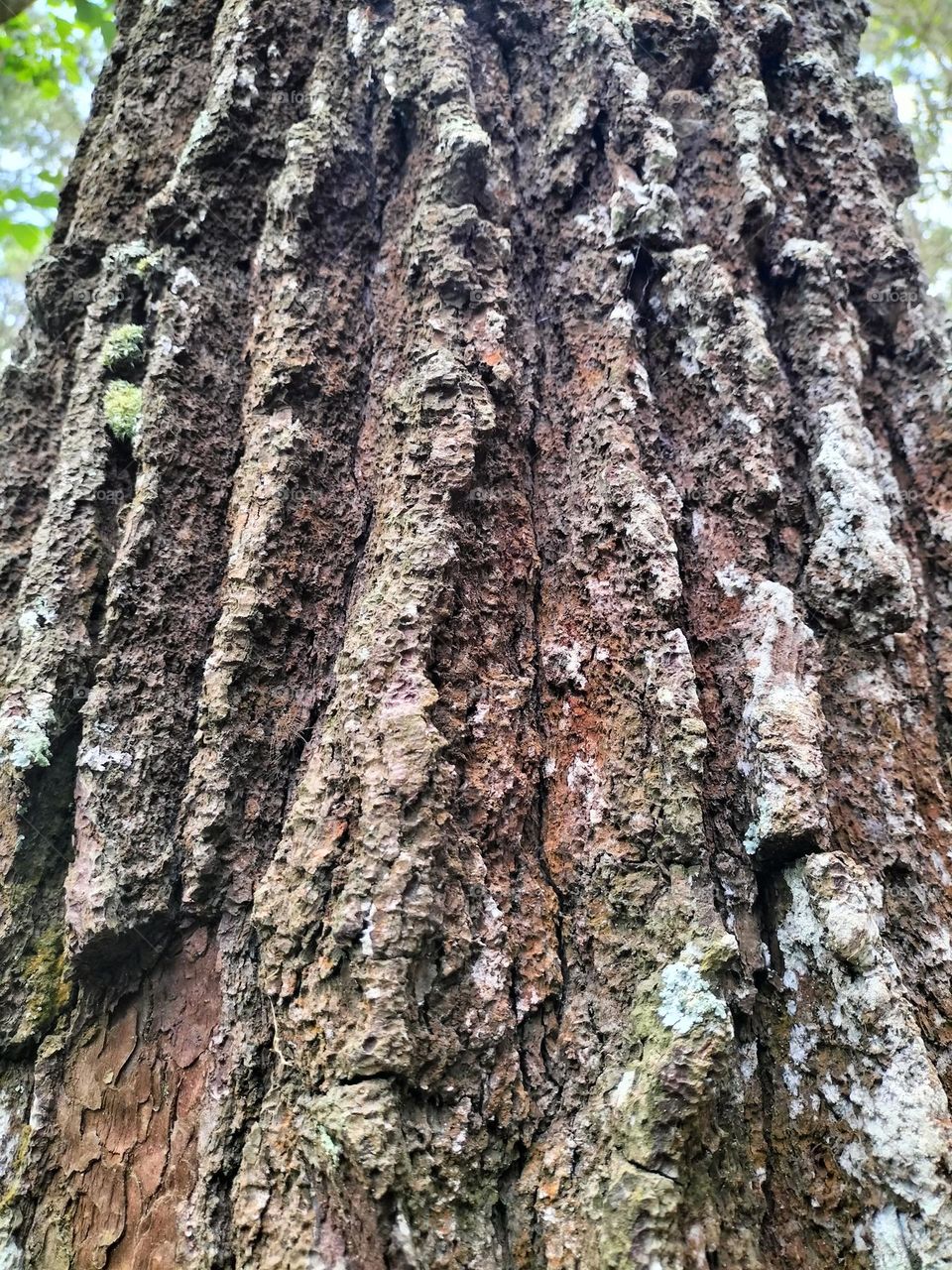 texture of a pine tree trunk that is old and cracked