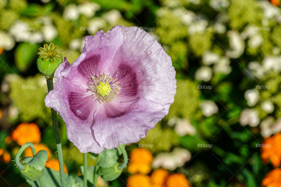 closeup of blossoming purple opium poppy flower papaver somniferum