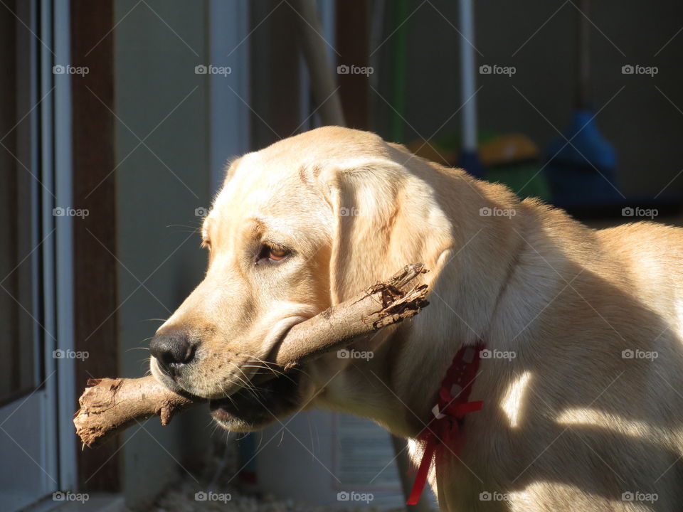 Close-up of dog with stick in mouth
