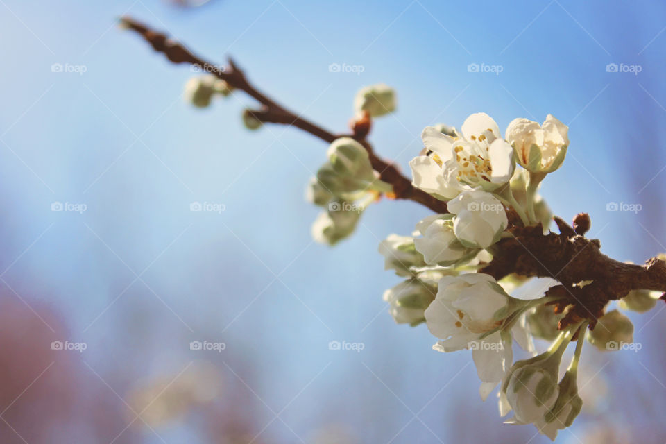 Spring Blossoms, Sunshine