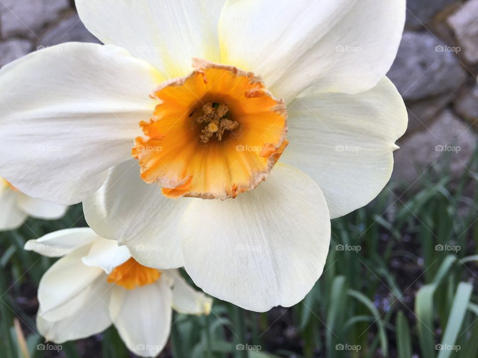 Close-up of blooming flowers