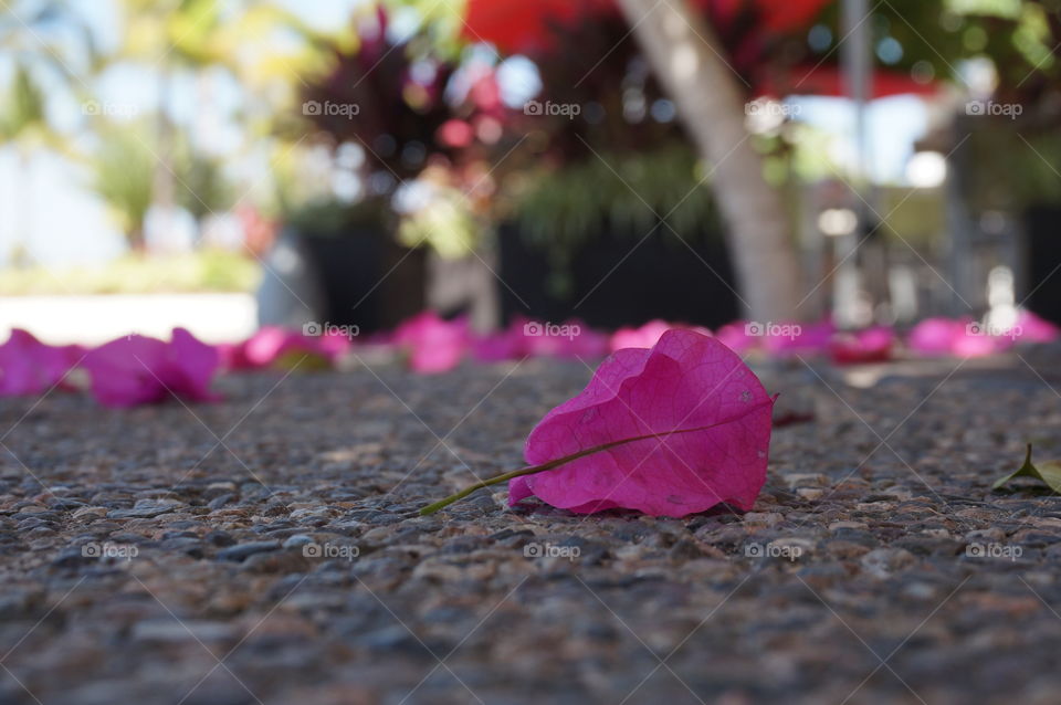 Pink bougainvillea fallen on pebble path