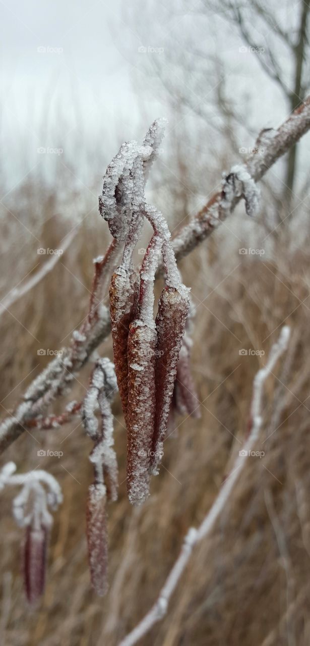 tree in winter