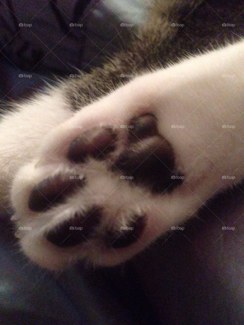Paw