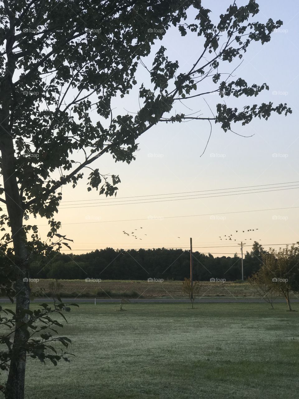 Birds flying south at sunrise over a farm.