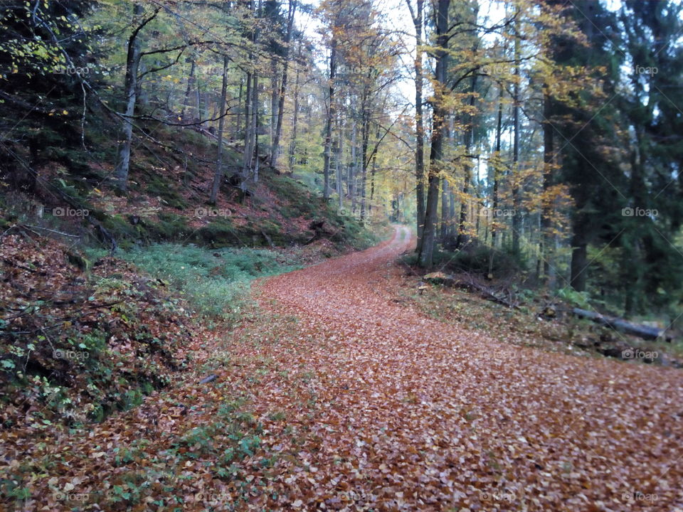 Herbst in Schwarzwald