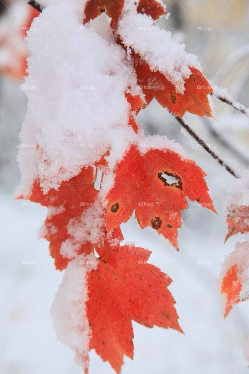 Snow on Red Maple Tree leaves