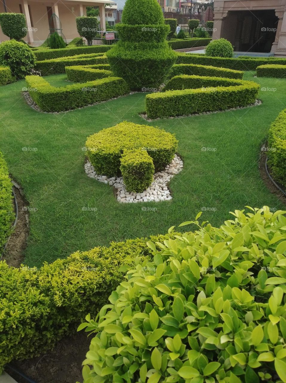 green shurb small size looks very beautiful generally found everywhere seasonal fresh