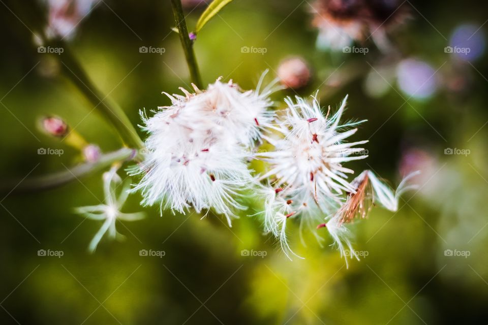 White Little Flowers