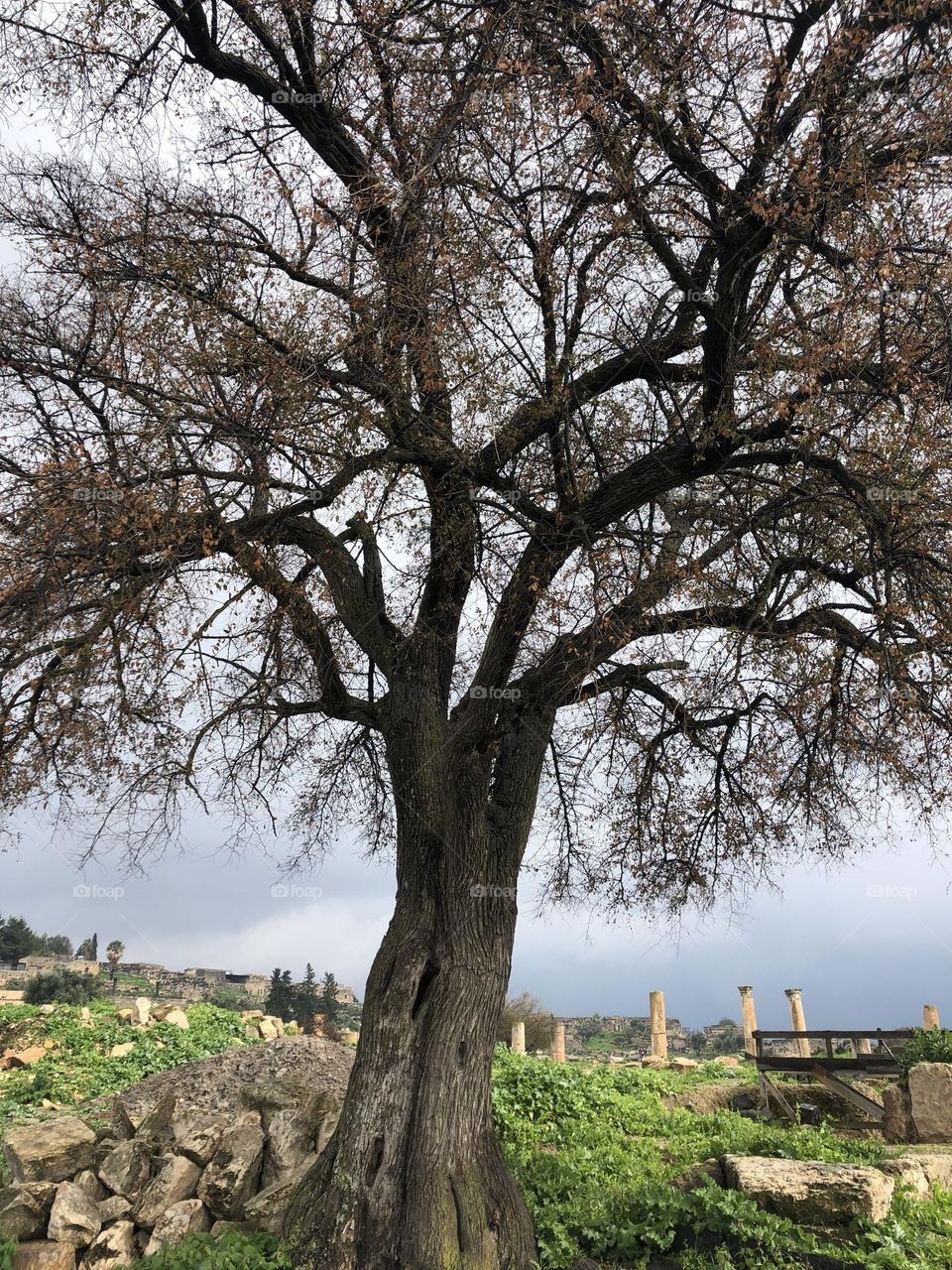 ancient tree 