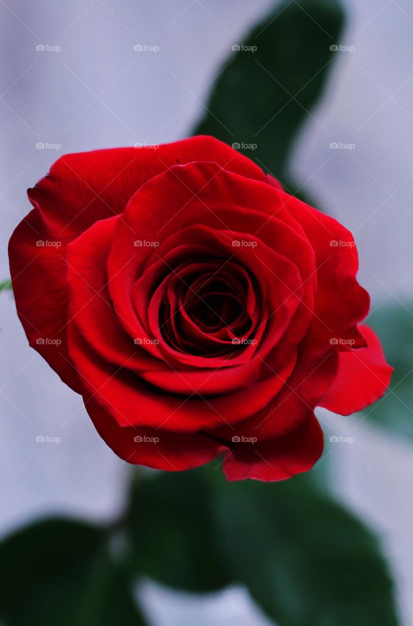 The bright red of the rose, the petals that give the power of this flower. In addition to the power offered by the color, the harmonious arrangement of the petals gives the photo the necessary simplicity.