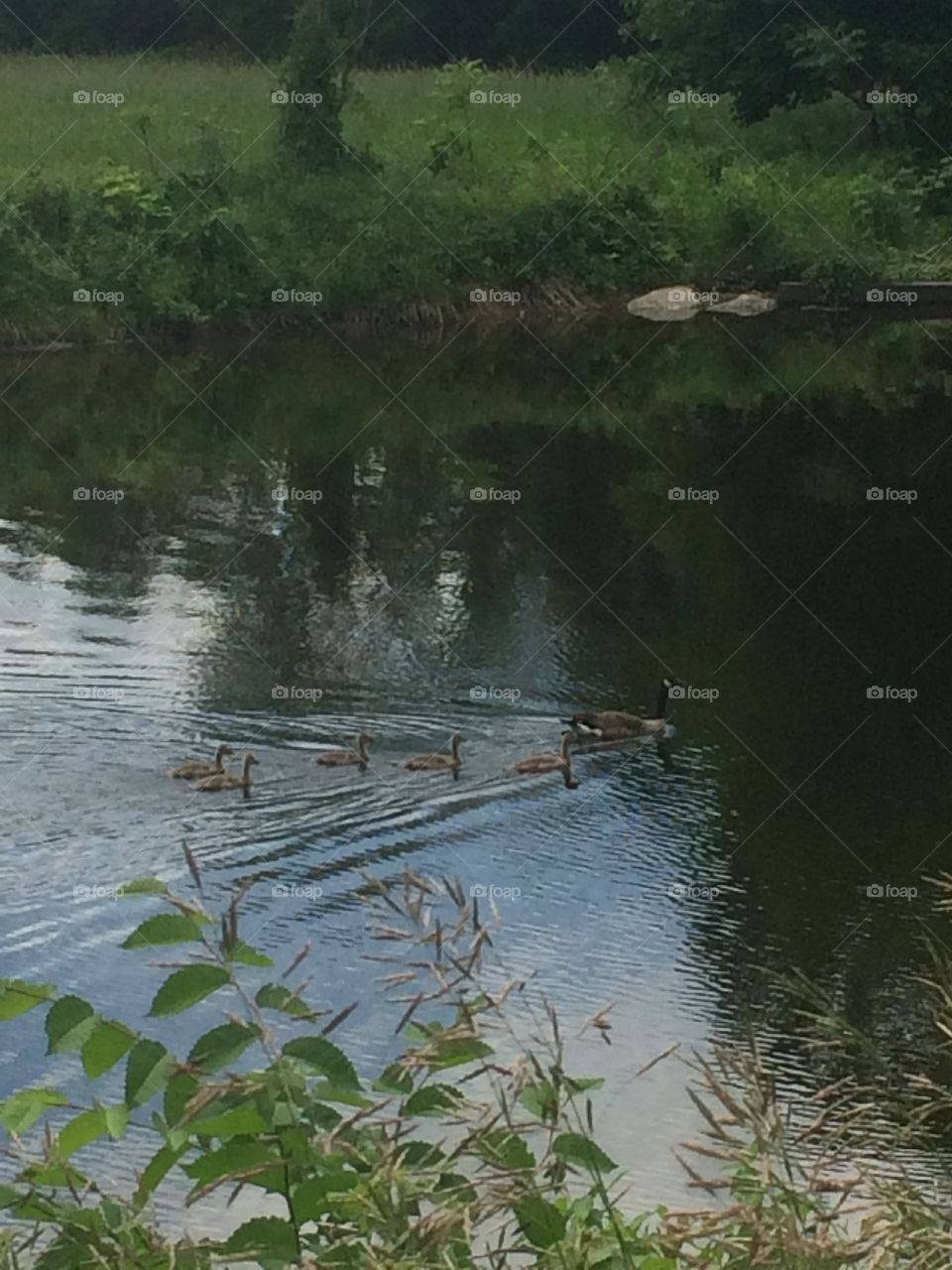 Ducks. Ducks at the pond