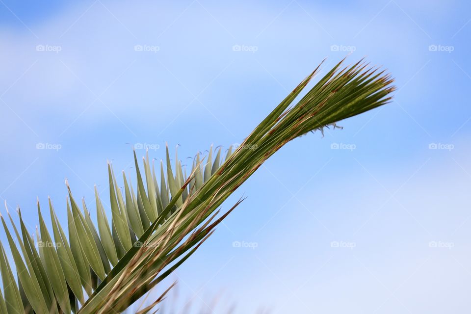 Low angle view of palm leaves