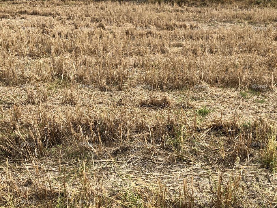 The stories of the nature, Countryside ( Thailand 