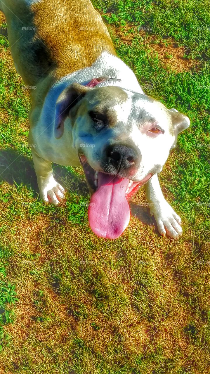 smiling pitbull dog ..